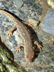 Montseny Brook Newt photo 5