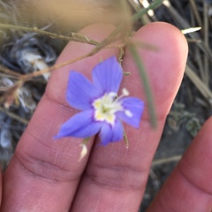 Eriastrum sapphirinum
