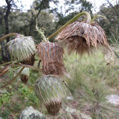 Cirsium subuliforme