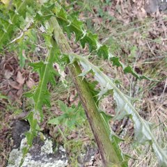 Cirsium subuliforme