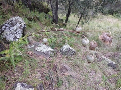 Cirsium subuliforme