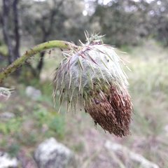Cirsium subuliforme