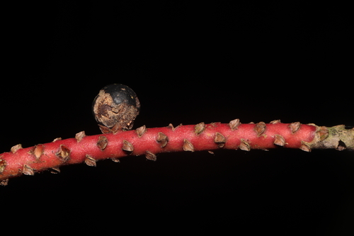 d'Orbigny's Shadowpalm (Geonoma orbignyana)