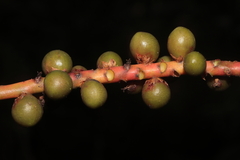 Geonoma orbignyana