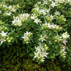 Sedum goldmanii
