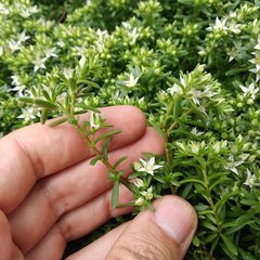 Sedum goldmanii