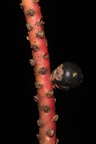 Geonoma orbignyana, photograph 2