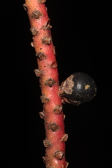 Geonoma orbignyana, photograph (c) Paúl Gonzáles, some rights reserved (CC BY)