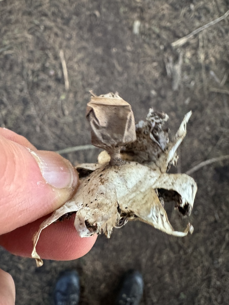 Geastrum tenuipes · July 2025 · photo: © iandickie (iNaturalist, cc-by)