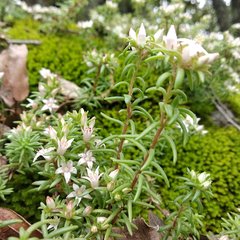 Sedum goldmanii