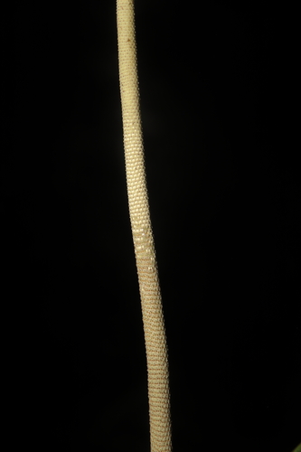 Geonoma orbignyana, photograph 3