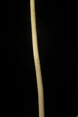 Geonoma orbignyana, photograph (c) Paúl Gonzáles, some rights reserved (CC BY)