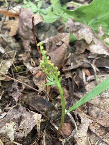 Botrychium angustisegmentum (Botrychium angustisegmentum)