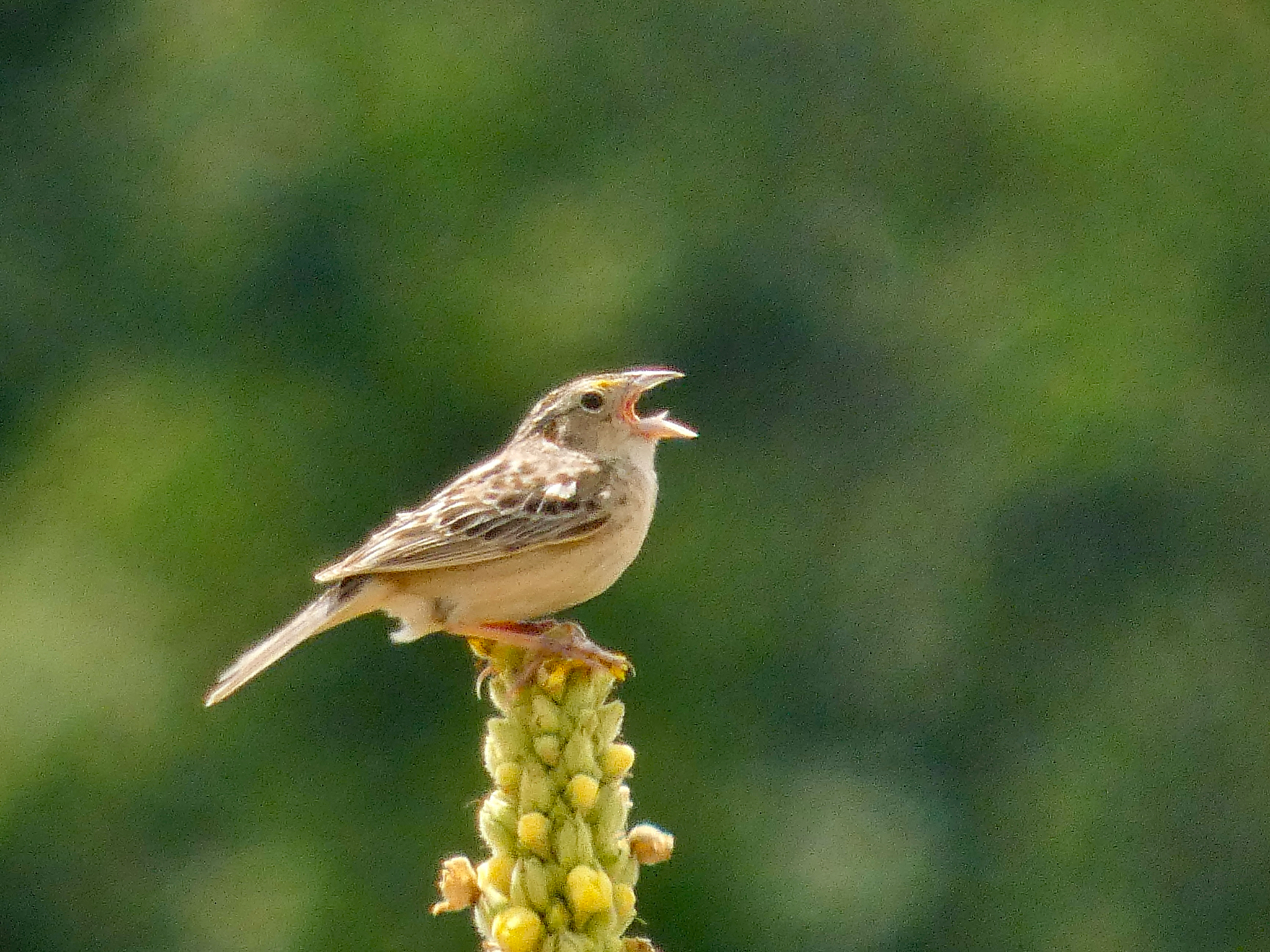 Ammodramus savannarum (J.F.Gmelin, 1789)
