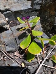 Myoporum boninense