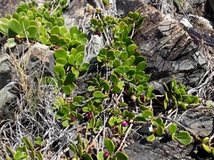 Myoporum boninense