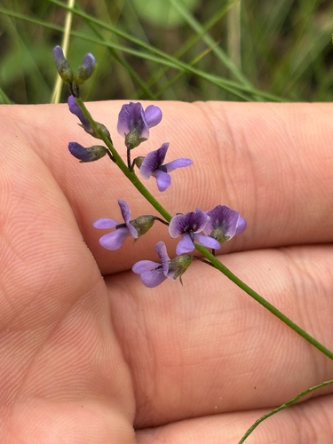 lupine leatherroot (Orbexilum lupinellus)