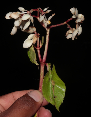 Begonia guaduensis