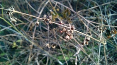 Decodon verticillatus