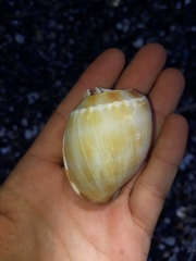 Phalium bandatum
