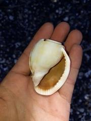 Phalium bandatum
