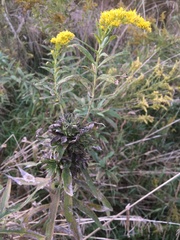 Procecidochares atra