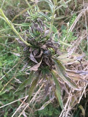 Procecidochares atra