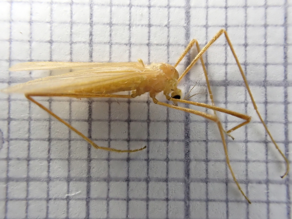 Erioptera flavata