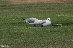 Chroicocephalus hartlaubii