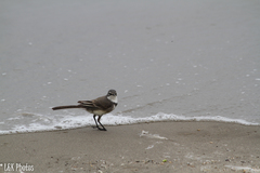 Motacilla capensis capensis