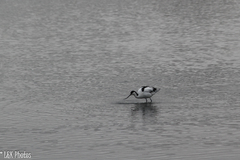 Recurvirostra avosetta