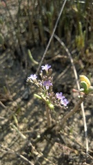 Limonium carolinianum