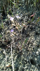 Limonium carolinianum