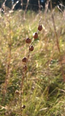 Ludwigia virgata