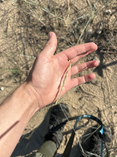 thickspike wheatgrass (Elymus lanceolatus)