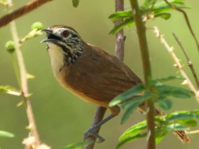 Happy Wren (Pheugopedius felix), photo 9