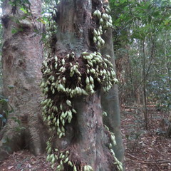 Syzygium cormiflorum