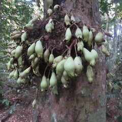 Syzygium cormiflorum