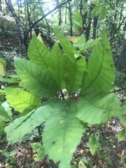 Castanea pumila
