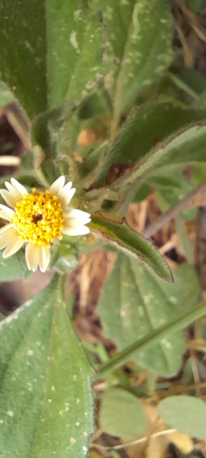Tridax procumbens