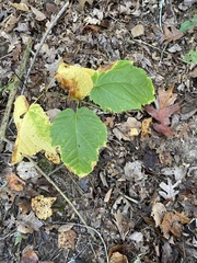 Acer pensylvanicum
