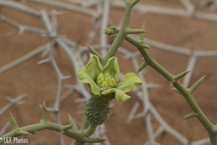 Acanthosicyos horridus