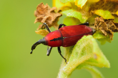 Rhodobaenus sanguineus