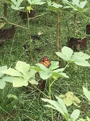 Limenitis archippus watsoni