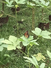 Limenitis archippus watsoni