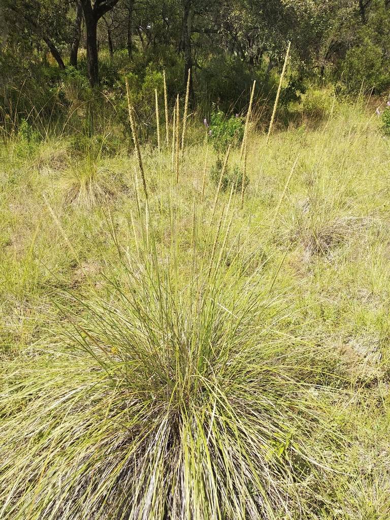 Muhlenbergia macroura from Tetla de la Solidaridad, Tlax., México on ...