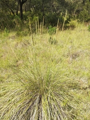 Muhlenbergia macroura