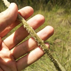 Muhlenbergia macroura
