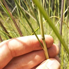 Muhlenbergia macroura