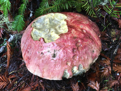 Butyriboletus autumniregius